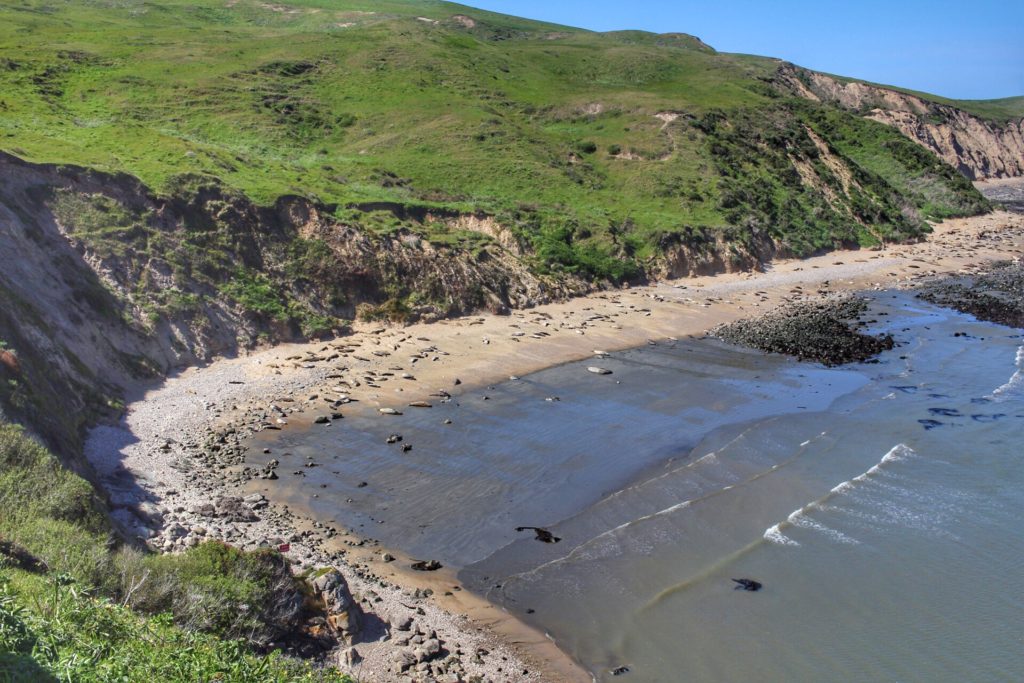 grassy land along edge of ocean beach, elephant seals laying on beach and rocks